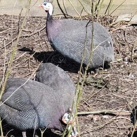 Parelhoenders, Dieren en Toebehoren, Pluimvee, Mannelijk, Overige soorten