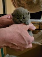 Britse Korthaar kittens, Poes, Ontwormd