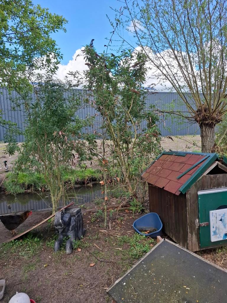 Gratis beuk, zelf uitgaven. Kleine 3 meter hoog, Ophalen of Verzenden, Kippenhok of Kippenren