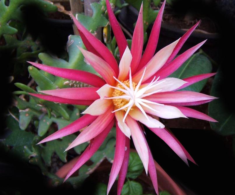 zaagcactus - Selenicereus anthonyanus (Cryptocereus), Verzenden, Cactus, Volle zon, Minder dan 100 cm