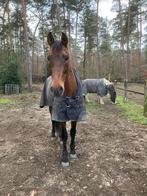 Bijrijder gezocht voor Spaanse energieke ruin, Dieren en Toebehoren