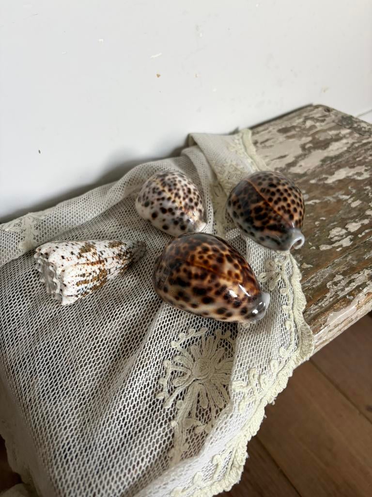 Prachtige schelpen ( 4), Ophalen of Verzenden