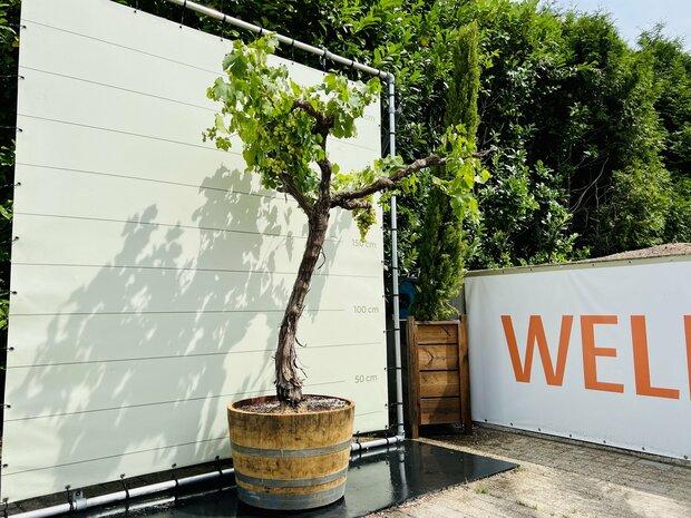 Druif op oude stam in half wijnvat - Stamomvang 20 -30 cm, Tuin en Terras, Planten | Bomen, 100 tot 250 cm, Zomer, Volle zon, In pot