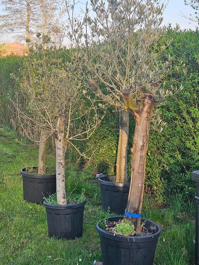 4 mooie grote olijfbomen, Verzenden
