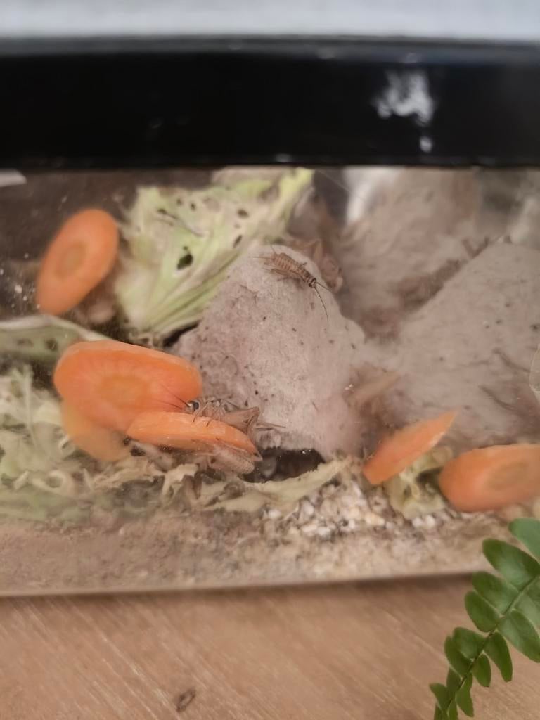 Krekels voor spinnen of reptilien, Dieren en Toebehoren