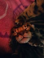 Bengaal kittens, Meerdere dieren, Ontwormd