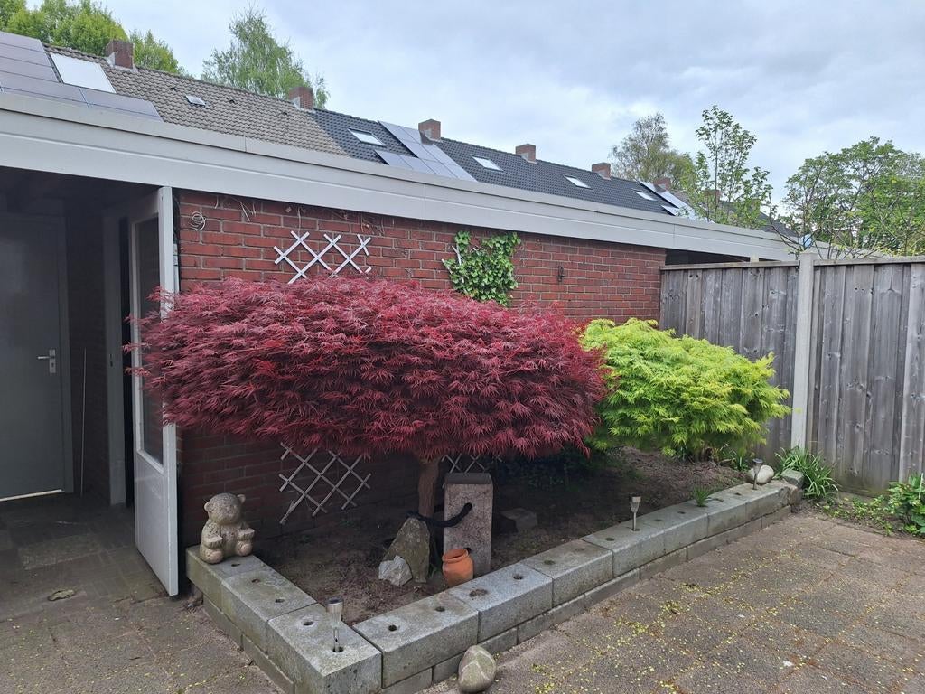 Japanse esdoorn, Tuin en Terras, Planten | Bomen, Ophalen, Bloeit niet, Halfschaduw, Overige soorten