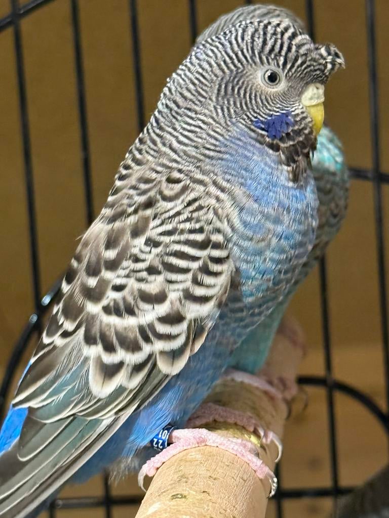 Blackface split blackwing grasparkiet, Dieren en Toebehoren, Vogels | Parkieten en Papegaaien, Vrouwelijk, Parkiet