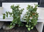 Zijde Kamerplanten, Ophalen, Overige soorten, Halfschaduw, Minder dan 100 cm