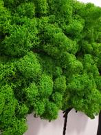 Mos wanddecoratie - Mosschilderij Acacia, Groen, Nieuw, Ophalen of Verzenden, 5311EN