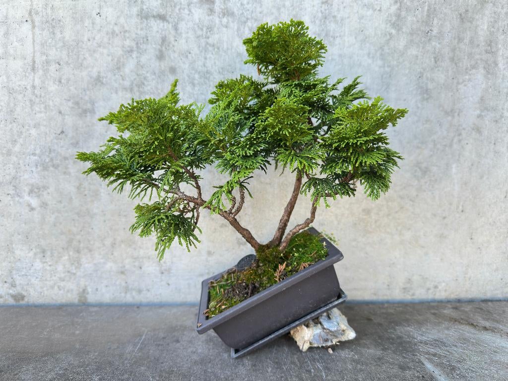 Shohin bonsai Chamaecyparis obtusa (Dwergcypres), Ophalen of Verzenden, Overige soorten