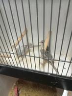 Diverse diamantduiven, Meerdere dieren