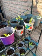 Biologisch Moestuin planten, Volle zon, Groenteplanten, Eenjarig, Ophalen of Verzenden