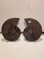 Grote ammonieten paar cleoniceras gezaagd 14 cm, Verzamelen, Mineralen en Fossielen, Ophalen of Verzenden, Fossiel