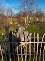 Nandoe koppel te koop, Eén persoon