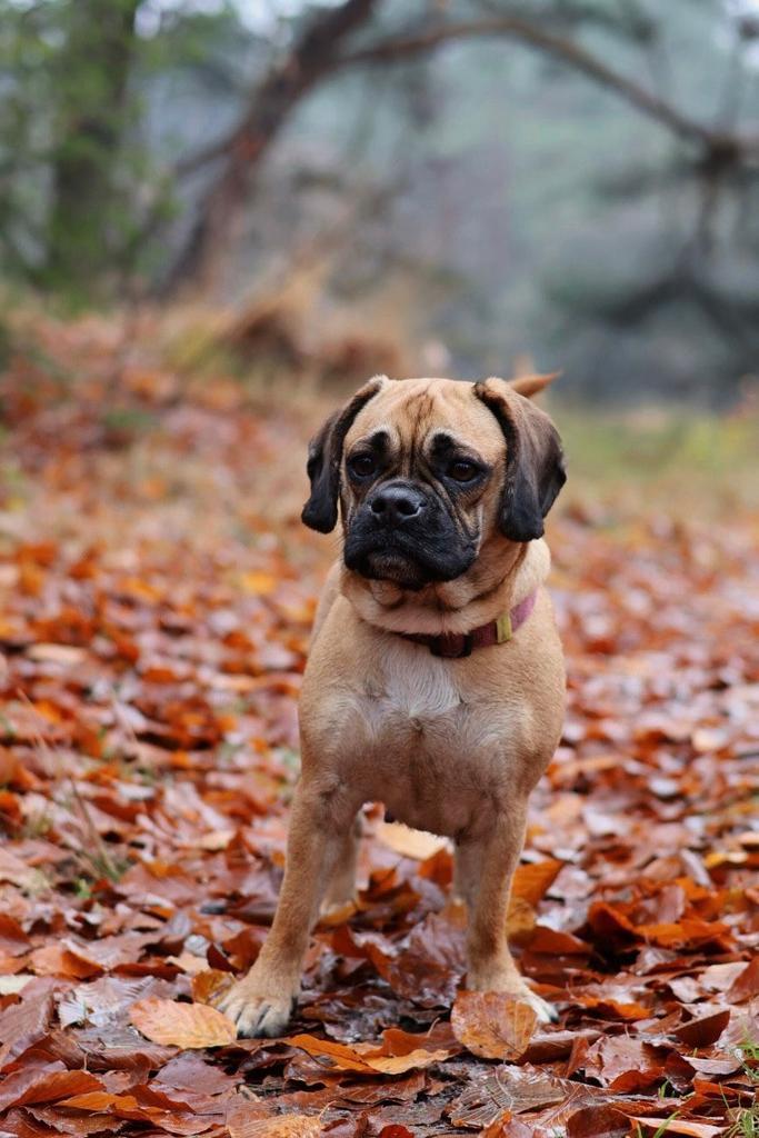 Dekreu gezocht voor Puggle, Dieren en Toebehoren, Honden | Dekreuen, Reu, Fokker | Hobbymatig, Eén hond, Nederland, 1 tot 2 jaar