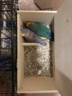 Dwergpapegaaien met een kooi, Dieren en Toebehoren, Vogels | Parkieten en Papegaaien, Mannelijk, Parkiet