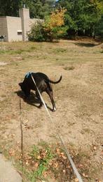 Boomer Amerikaanse stafford x pocket bully, CDV (hondenziekte), 1 tot 2 jaar, Eén hond, Nederland