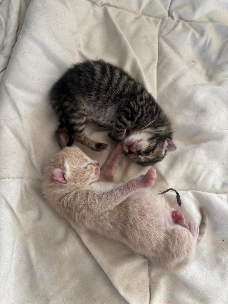 Kittens