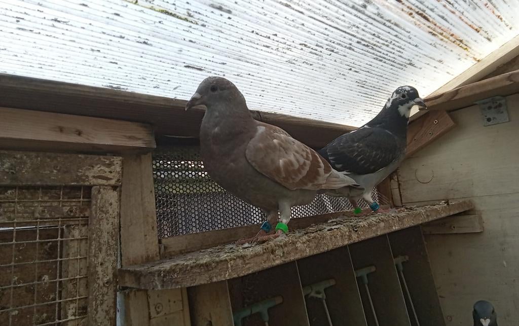 Te koop dagfond en overnachtfond, Meerdere dieren