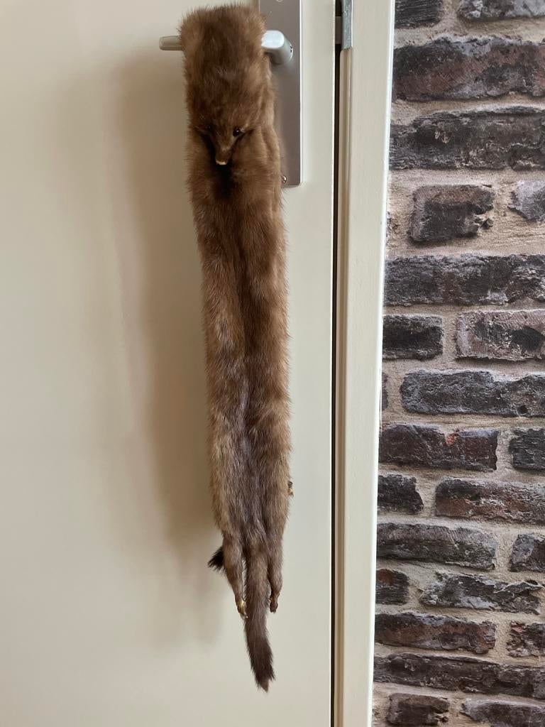 Marter bontstola, Ophalen, Gedragen