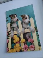 JACK RUSSELL. TERRIER PUPPIE, Ophalen of Verzenden, Overige thema's