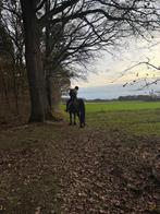 Verzorg paard gezocht !! Verzorgster aangeboden