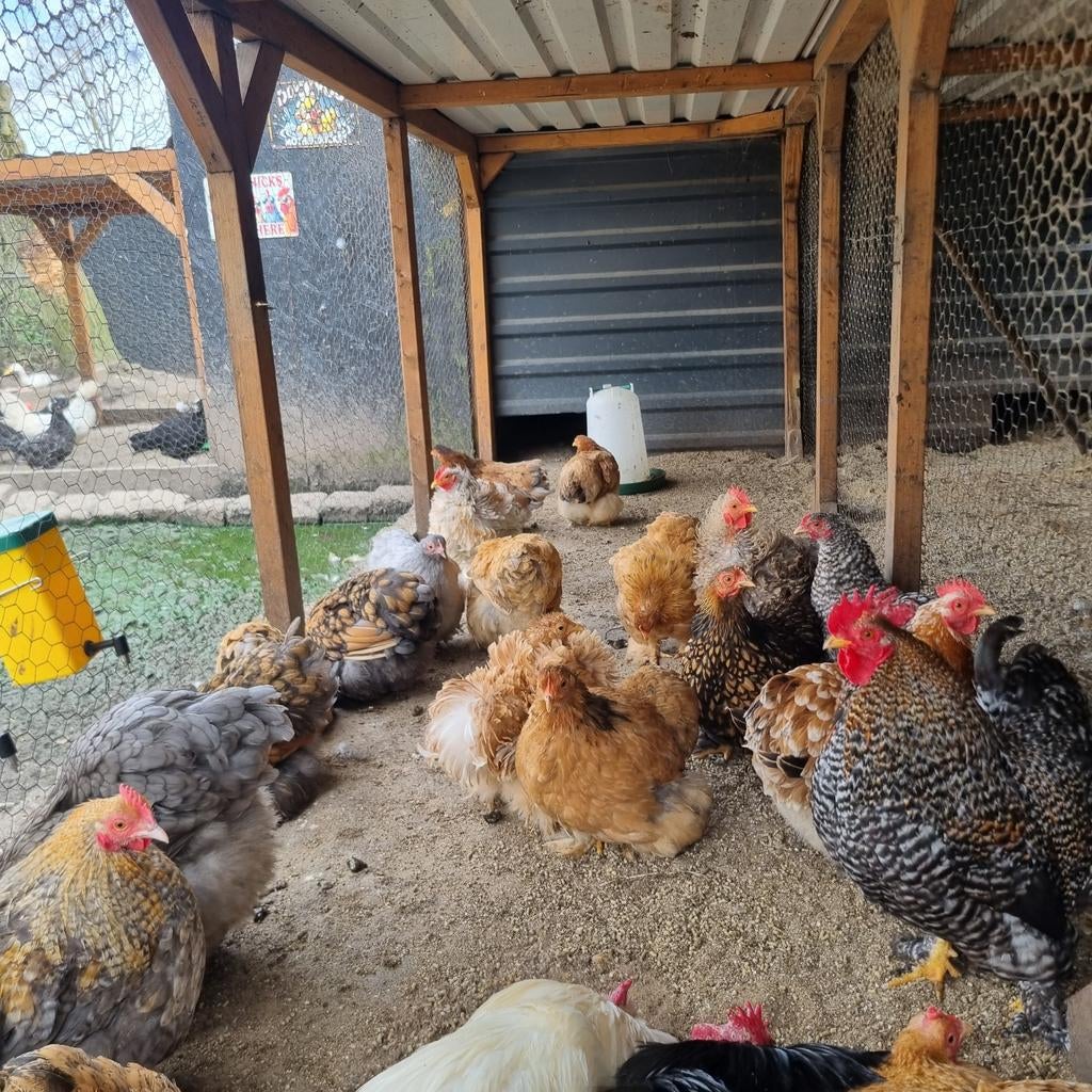 Cochin kriel broedeieren kans op krul, Dieren en Toebehoren, Pluimvee, Geslacht onbekend, Kip