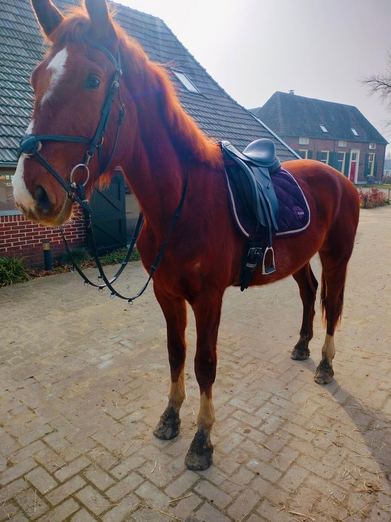 Ruiter of trainingsmaatje gezocht, Dieren en Toebehoren, Ophalen
