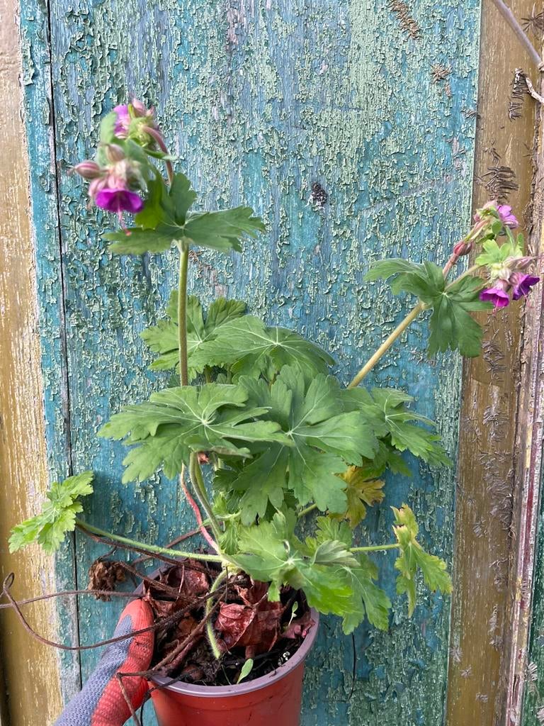 Ooievaarsbek. Geranium macrorrhizum, Ophalen, Halfschaduw