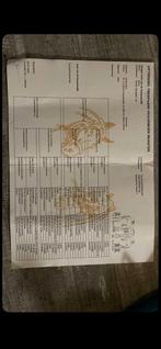 Belgisch trekpaard 100%, Dieren en Toebehoren, Stalling en Weidegang, Opfok, 1 paard of pony