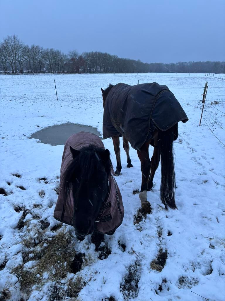 Gezocht stalling met weidegang, Stalling