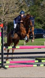 Talentvolle merrie te koop(leermeester), Merrie, Springpaard, 160 tot 165 cm, 11 jaar of ouder