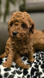 poedel pup toy / dwerg te koop 1 teefje beschikbaar, Dieren en Toebehoren, België, Fokker | Hobbymatig, Overige rassen, 8 tot 15 weken