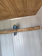 Bleekkop rosella, Dieren en Toebehoren, Vogels | Parkieten en Papegaaien, Vrouwelijk, Parkiet