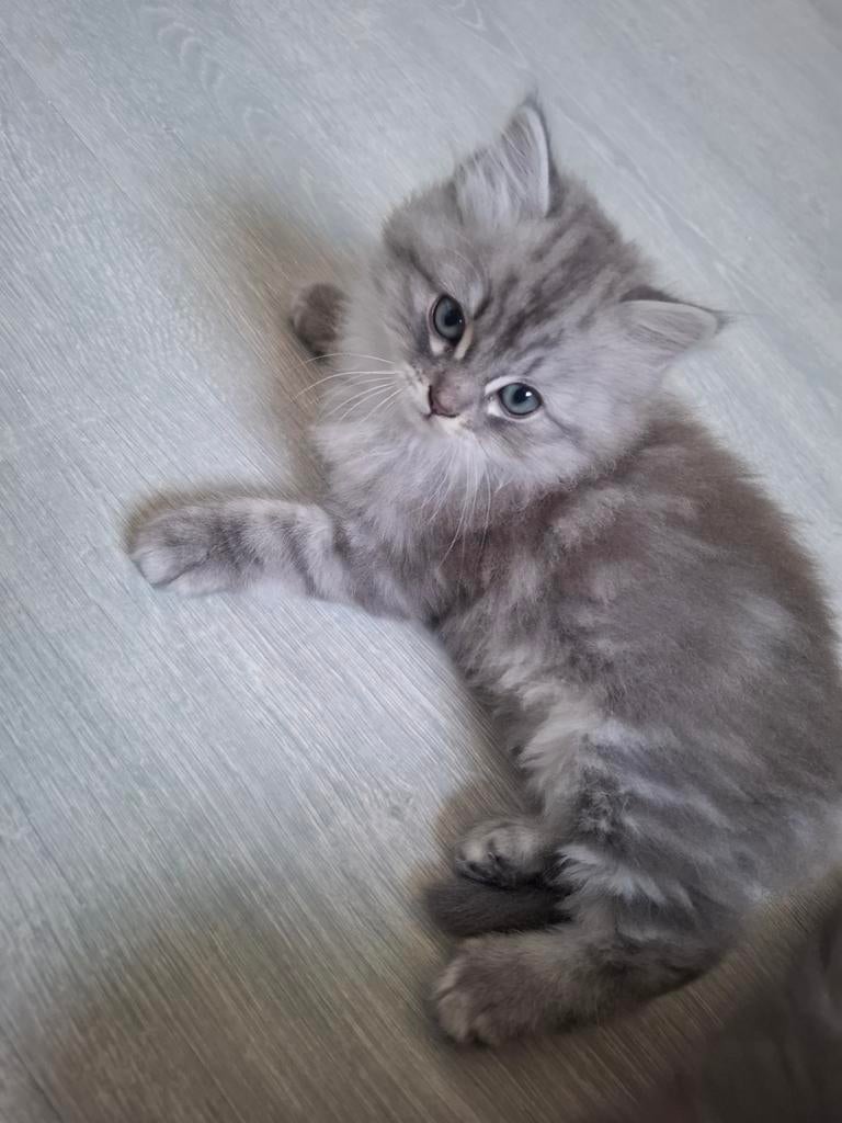 Siberische kittens, Dieren en Toebehoren