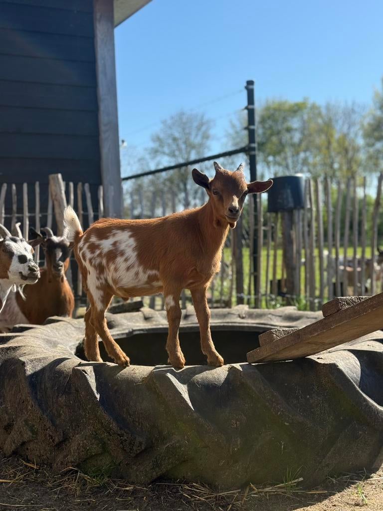 Dwergbokjes, Mannelijk, Geit, 0 tot 2 jaar