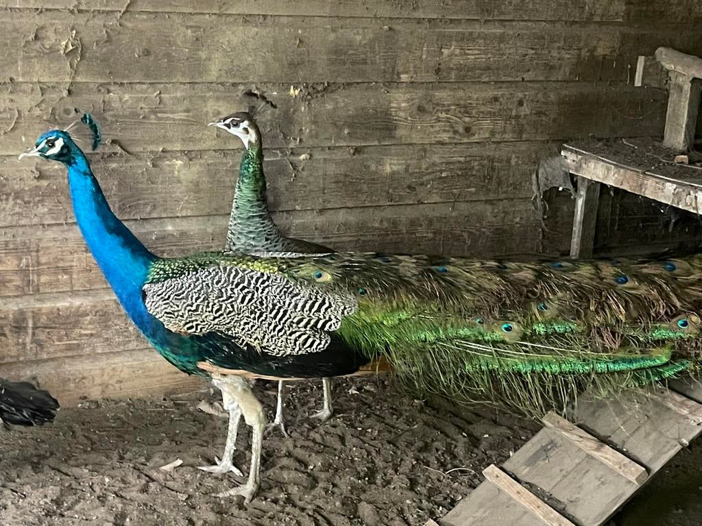 pauwen, Meerdere dieren, Overige soorten