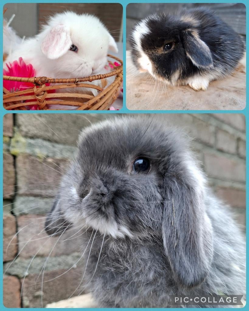 Baby konijntjes minilop hangoor dwerg konijntjes beschikbaar, Dieren en Toebehoren, Konijnen, Meerdere dieren, Dwerg, Hangoor