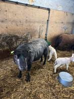 Blauwe texelaar ooi met ramlam, Vrouwelijk, Schaap