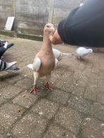 Mooie syriesche koppel te koop, Dieren en Toebehoren, Meerdere dieren