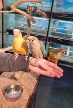 Pyrrhuras super lief en echt super tam., Dieren en Toebehoren, Vogels | Parkieten en Papegaaien, Meerdere dieren, Parkiet, Tam