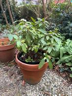 Viburnum tinus - Sneeuwbal plant in pot, Tuin en Terras, Planten | Tuinplanten, Vaste plant, Halfschaduw, Winter, Ophalen