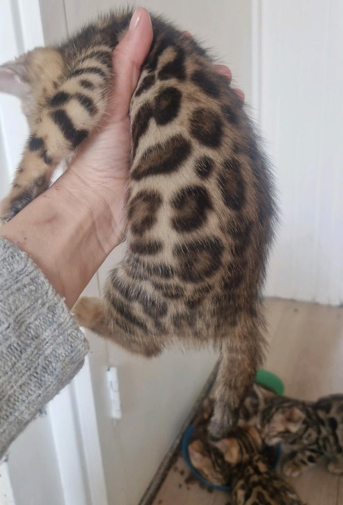 Bengaal kittens mogen over 3 weken verhuizen, Dieren en Toebehoren, Katten en Kittens | Raskatten | Korthaar, Meerdere dieren