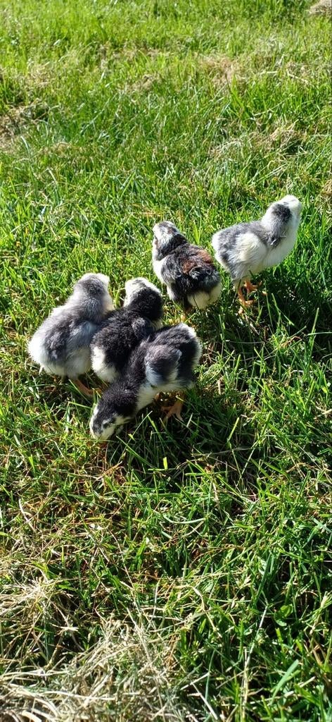 Mooie kuikens kuikentjes kippen kipjes, Dieren en Toebehoren, Pluimvee