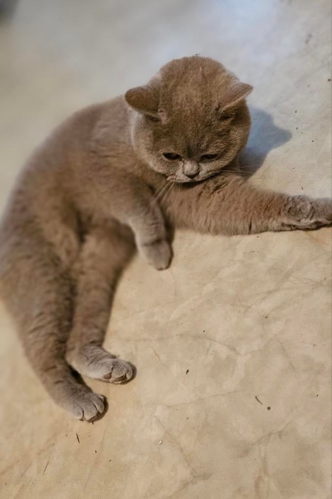 Britse korthaar poesje van 1 jr., Dieren en Toebehoren, Poes