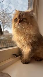 Brits langhaar dekkater (niet te koop), Dieren en Toebehoren, 0 tot 2 jaar