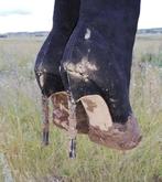 Gezocht: oude damesschoenen, Kleding | Dames, Schoenen, Ophalen