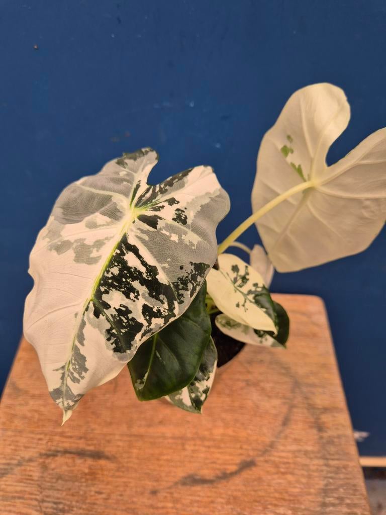 Alocasia Frydek Variegata p11 (6)