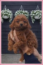 Maltipoo Pup,s  Prachtige kleuren  Rood / Abricot, Parvo, Overige rassen, 8 tot 15 weken, Meerdere
